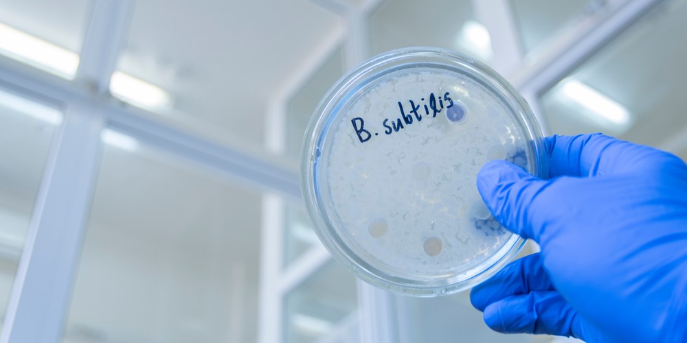 Bacillus probiotics also directly improve the health of farmed shrimp