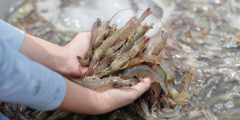 Quality Shrimp Breeds For Good Harvest