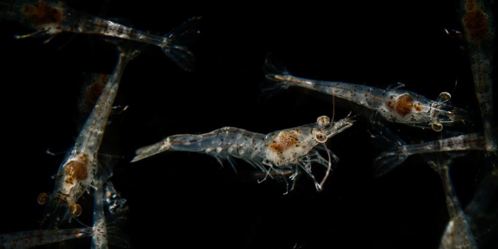 The algae used as food is Chaetoceros algae