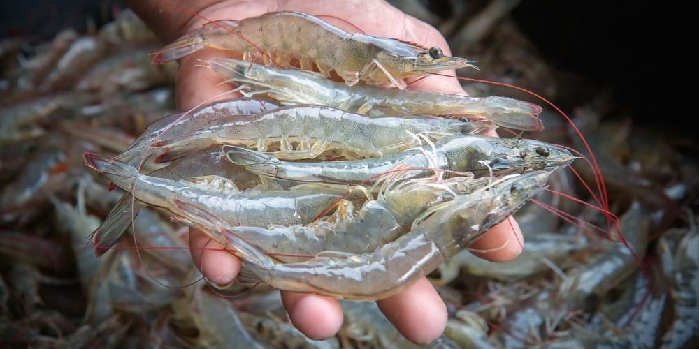 Trio of Essential Minerals For Shrimps Fast Moulting, Thick Shell, Beautiful Color