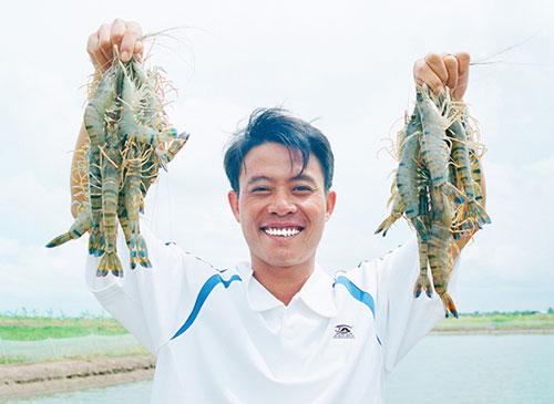 Mr. Le Anh Xuan with the product of black tiger shrimp cultured according to GAP/CoC standards. Photo: NVCC.