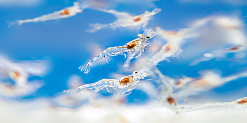 Whiteleg shrimp Postlarvae stage